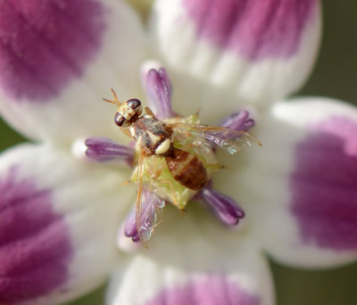 5. Dacus persicus (Hendel, 1927) - Aak Fruit Fy