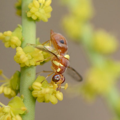 6. Dacus ciliatus (Loew, 1862) - Ethiopian Fruit Fly