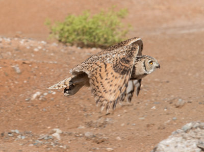 3. Pharaoh Eagle-Owl - Bubo ascalaphus