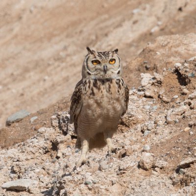 3. Pharaoh Eagle-Owl - Bubo ascalaphus