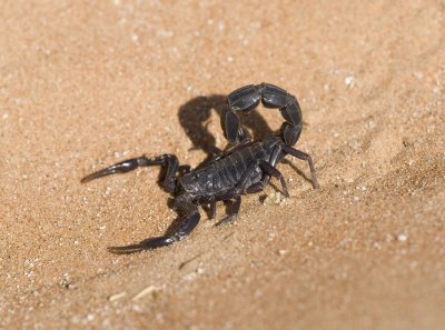 1. Androctonus crassicauda (Olivier, 1807)  - Arabian Fat-tailed Scorpion