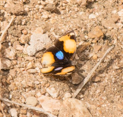 6. Junonia hierta (Fabricius, 1798) - Yellow Pansy 