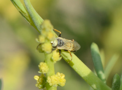 17. Dryudella bifasciata (von Schuthess, 1926)