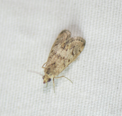 16. Tegostoma comparalis (Hubner, 1796)