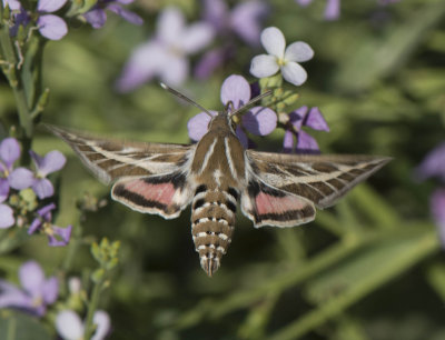 1. Hyles livornica (Esper, 1779) - Striped Hawkmoth