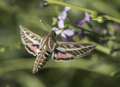 1. Hyles livornica (Esper, 1779) - Striped Hawkmoth