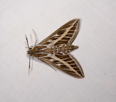 1. Hyles livornica (Esper, 1779) - Striped Hawkmoth