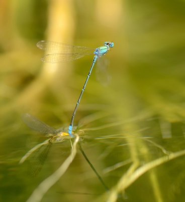 3. Pseudagrion decorum - Elegant Sprite