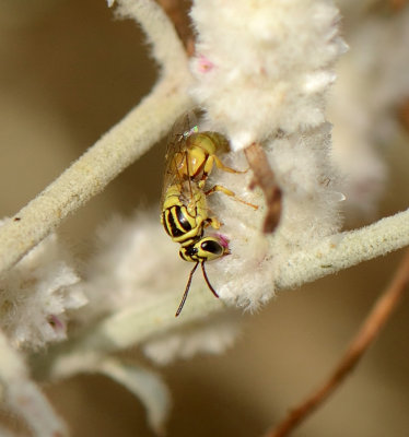 1. Hylaeus emir (Dathe, 2000)