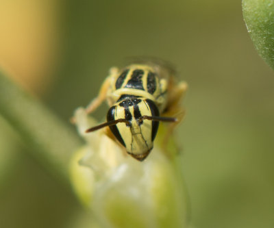 1. Hylaeus emir (Dathe, 2000)