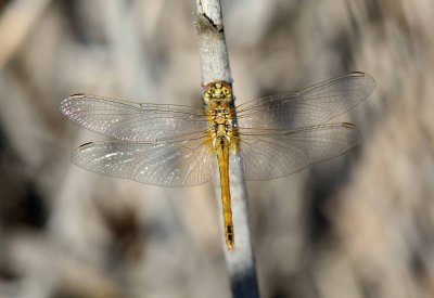 14. Sympetrum fonscolombii (Selys, 1840), Red-veined Darter