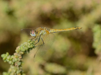 14. Sympetrum fonscolombii (Selys, 1840), Red-veined Darter