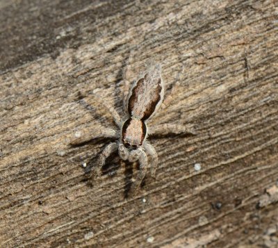 9. Menemerus cf. taeniatus (L. Koch, 1867)