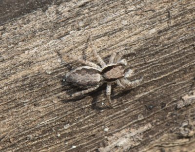 9. Menemerus cf. taeniatus (L. Koch, 1867)