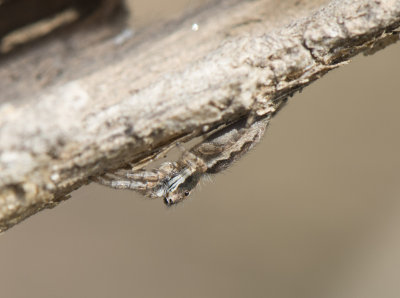 9. Menemerus cf. taeniatus (L. Koch, 1867)