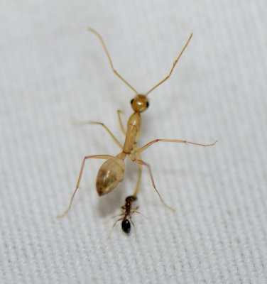 1. Camponotus atlantis (Forel, 1890)
