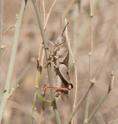 12. Diabolocatantops axillaris (Thunberg, 1815)