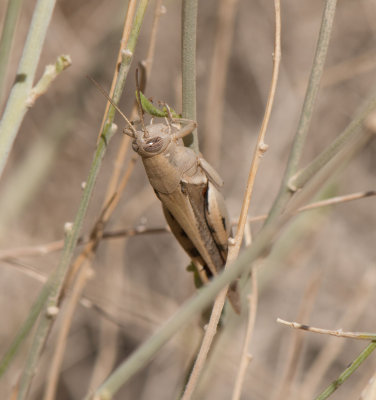 12. Diabolocatantops axillaris (Thunberg, 1815)