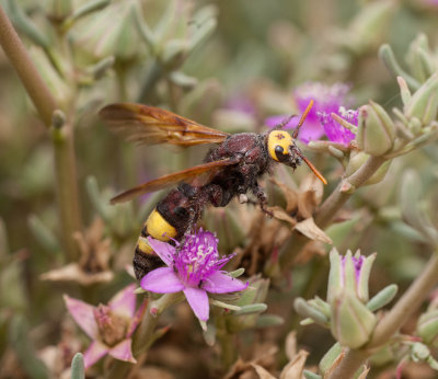 4.  Scolia flaviceps (Eversmann, 1846)