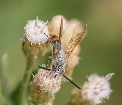 1. Campsomeriella thoracica (Fabricius, 1787)  - male