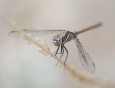 6. Orthetrum chrysostigma (Burmeister, 1839) - Epaulet Skimmer