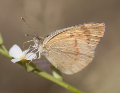 7. Colotis fausta - Large Salmon Arab (Olivier, 1807)