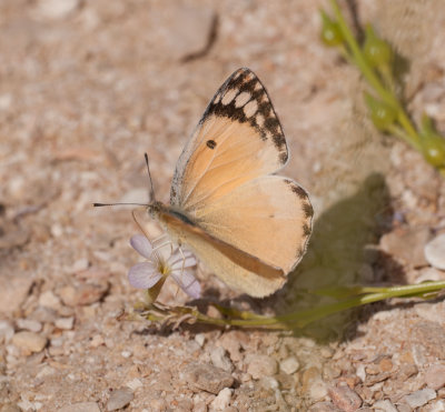 7. Colotis fausta - Large Salmon Arab (Olivier, 1807)