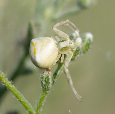 Thomisus cf. yemensis (Dippenaar-Schoeman & van Harten, 2007)