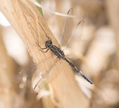 8. Orthetrum sabina (Drury, 1773), Oasis Skimmer