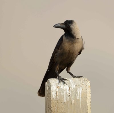 1. House Crow - Corvus splendens
