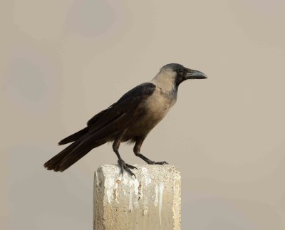 1. House Crow - Corvus splendens