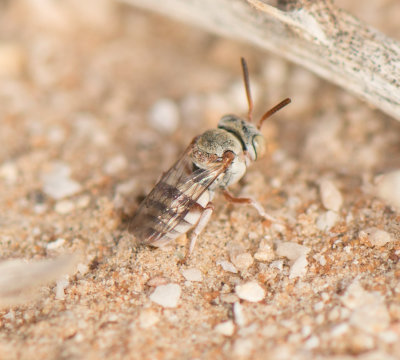 8. Epeolus flavociliatus (Friese, 1899)