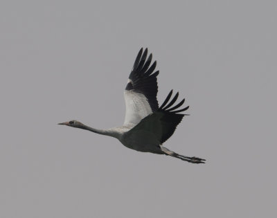 2. Common Crane - Grus grus