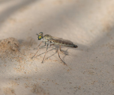 4. Stichopogon cf.deserti (Theodor, 1980)