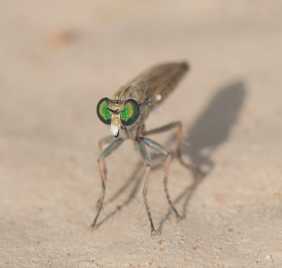 4. Stichopogon cf. deserti (Theodor, 1980)