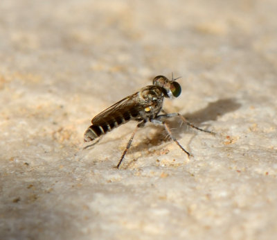 4. Stichopogon cf. deserti (Theodor, 1980)