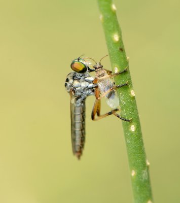 8. Ommatius tenellus (van der Wulp, 1899)