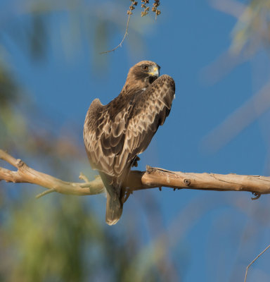 20. Booted Eagle - Aquila pennata