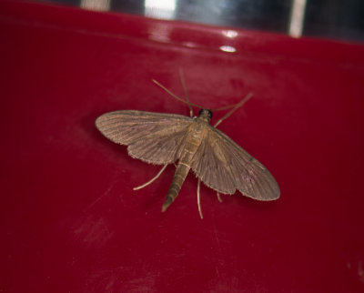 19. Hymenoptychis sordida (Zeller, 1852) - Pneumatophore Moth