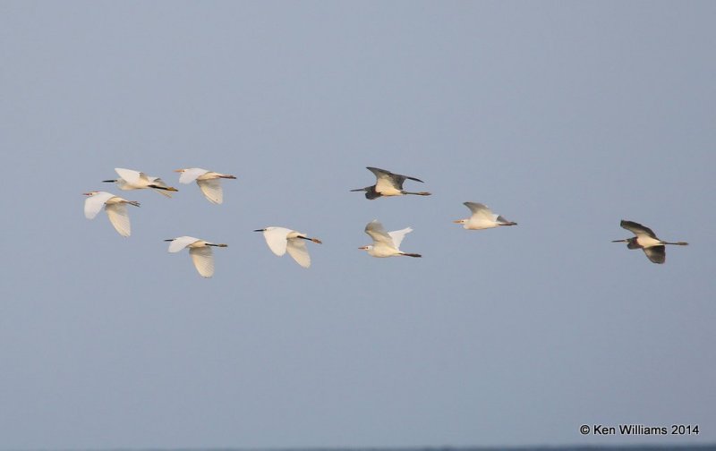 Cattle & Snowy Egrets & Tricolored Herons , Port Aransas, TX, 4-21-14, Jpa_011139.jpg