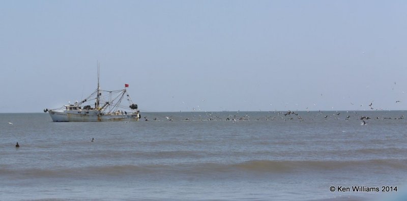 Shrimp boat and birds, High Island beach, TX, 4-18-14, Jpa_007517.jpg