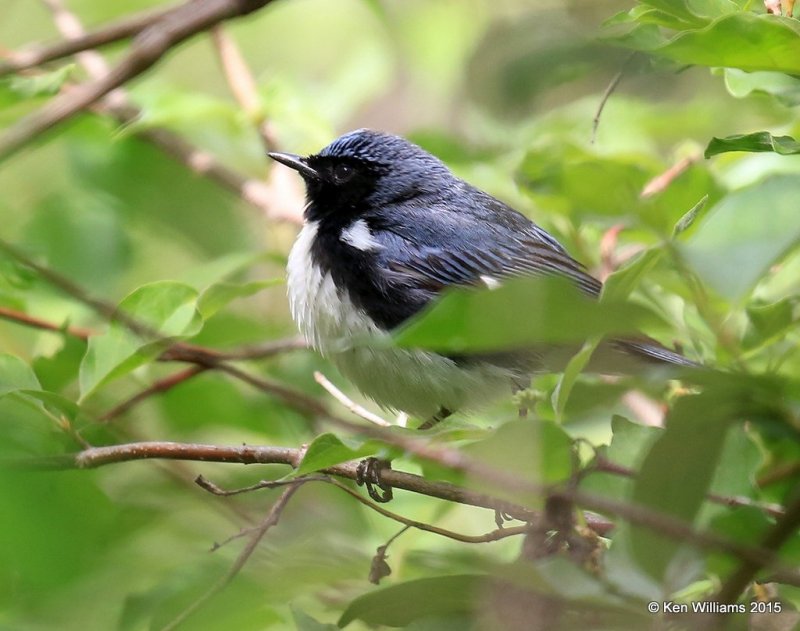 Black-throated Blue Warbler male, McGee Marsh, OH, 05_20_2015_Jpaa_05374.jpg