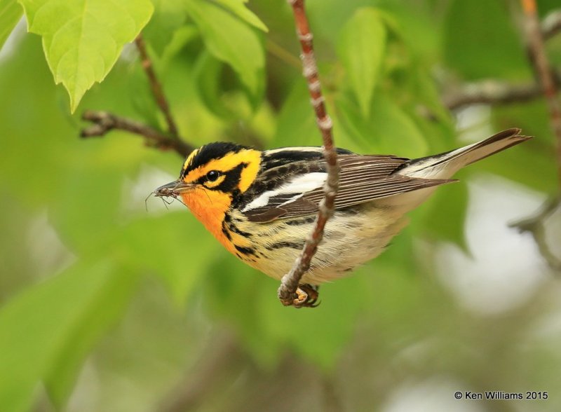 Blackburnian Warbler male, McGee Marsh, OH, 05_20_2015_Jp_05006.jpg