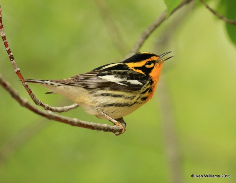 Blackburnian Warbler male, McGee Marsh, OH, 05_20_2015_Jp_05015.jpg