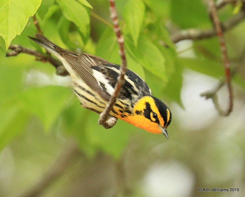 Blackburnian Warbler male, McGee Marsh, OH, 05_20_2015_Jp_04996.jpg