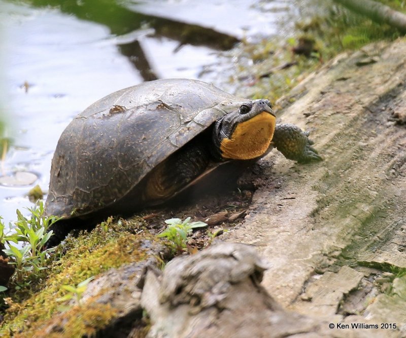 Blanding's Turtle, McGee Marsh, OH, 05_19_2015_Jp_04198.jpg