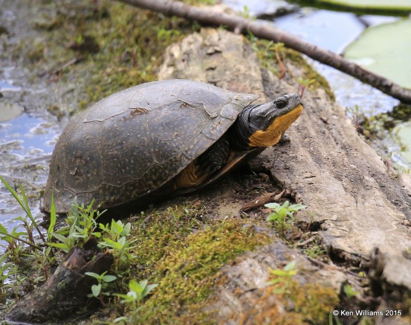 Blanding's Turtle, McGee Marsh, OH, 05_19_2015_Jp_04204.jpg