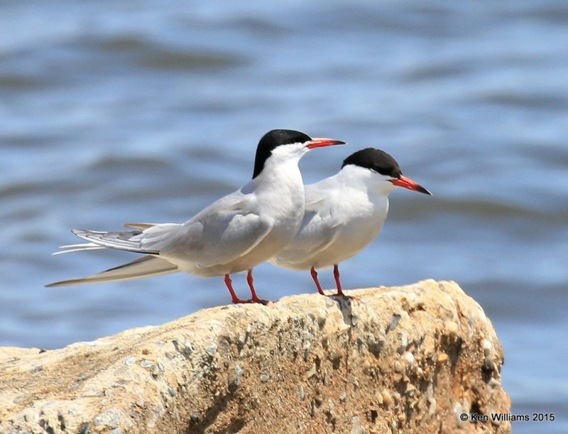 Forster's Tern, Grayling, MI, 05_21_2015_Jp_05517.jpg