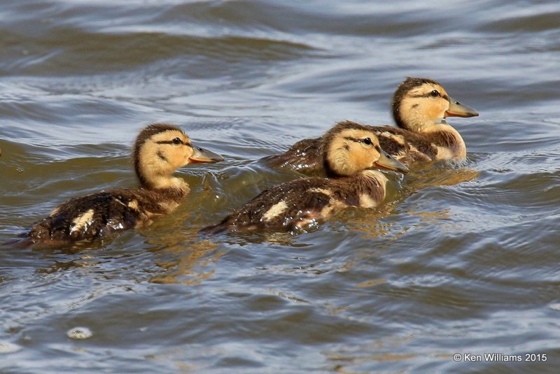 Mallard ducklings, Horseshoe Lake, IL, 05_17_2015_Jp_03708.jpg