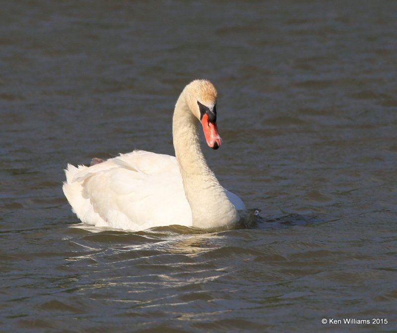 Mute Swan, Horseshoe Lake, IL, 05_17_2015_Jp_03875.jpg